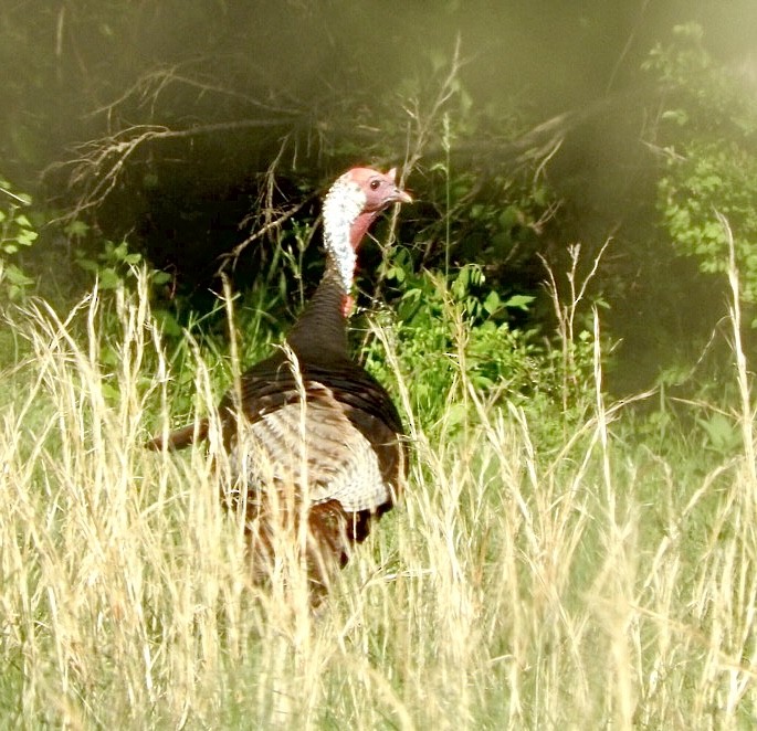 Wild Turkey - Barbara Paulus