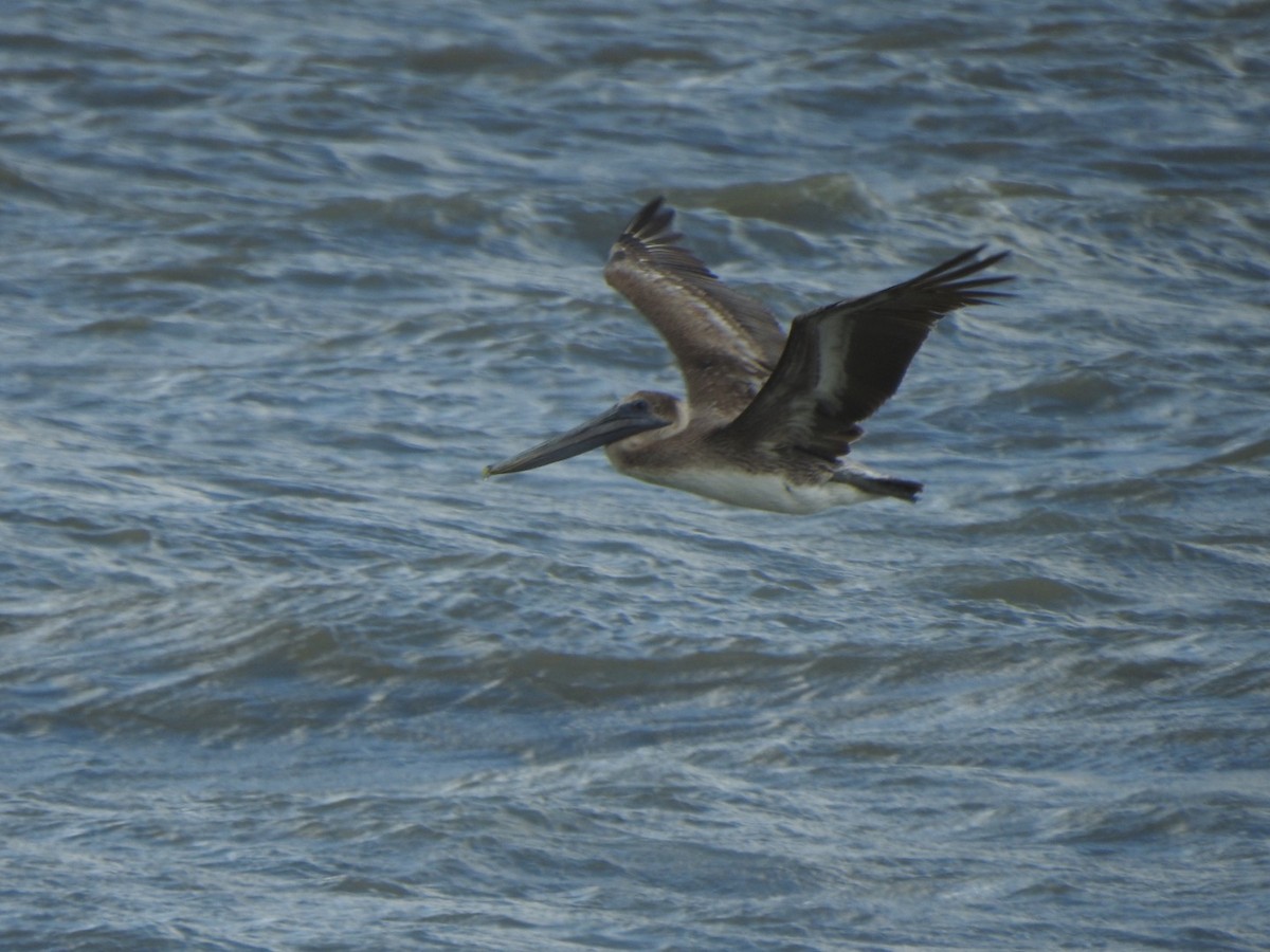 Brown Pelican (Atlantic) - ML335339941