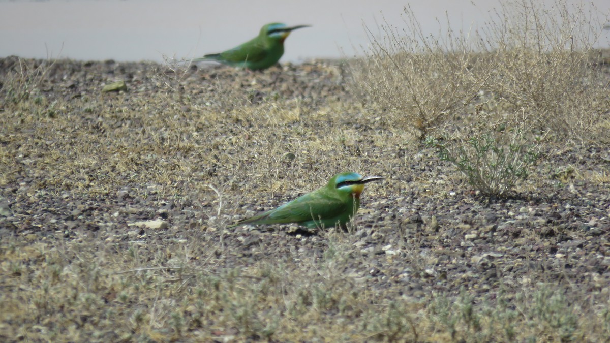 Blue-cheeked Bee-eater - Houman Doroudi
