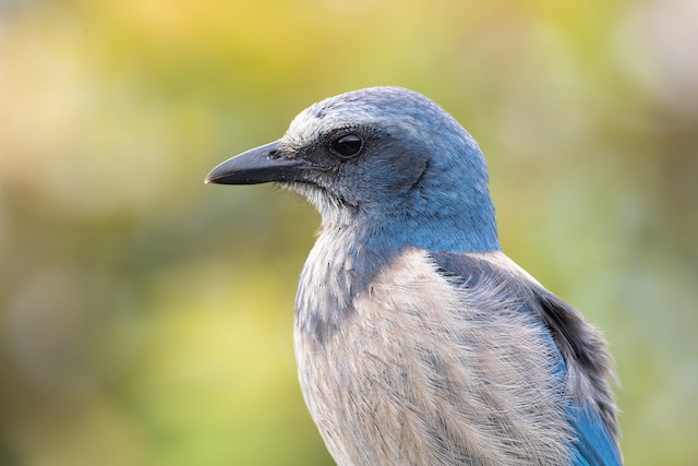 Florida Scrub-Jay