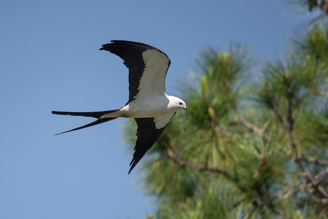 Swallow-tailed Kite