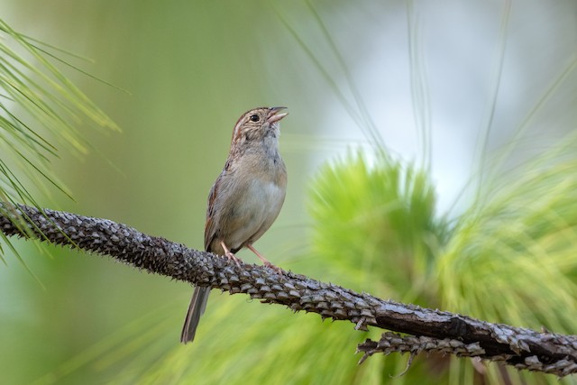 Bachman's Sparrow