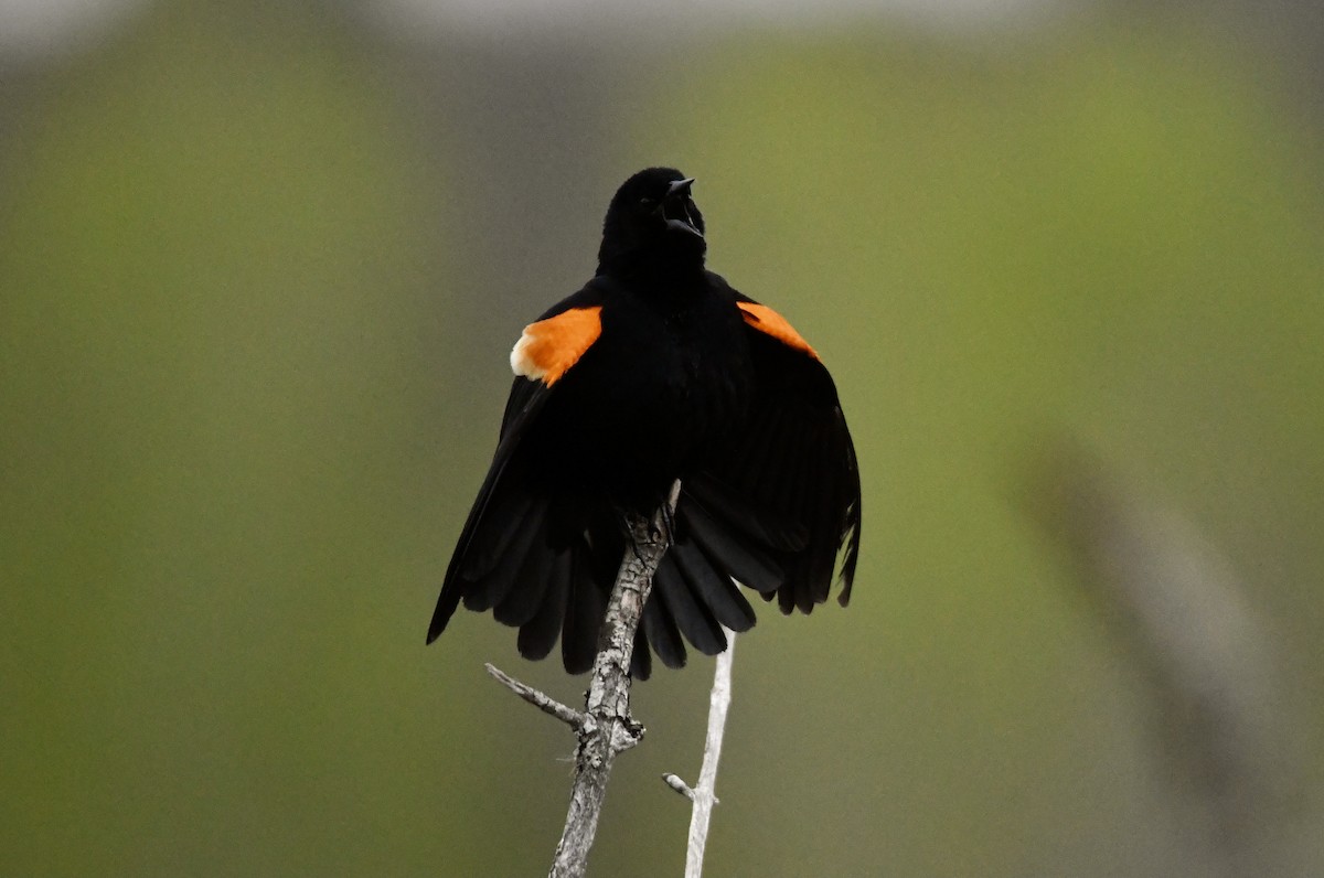 Red-winged Blackbird - Peter Ferrera