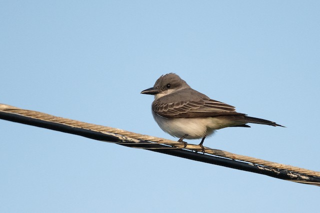 Gray Kingbird