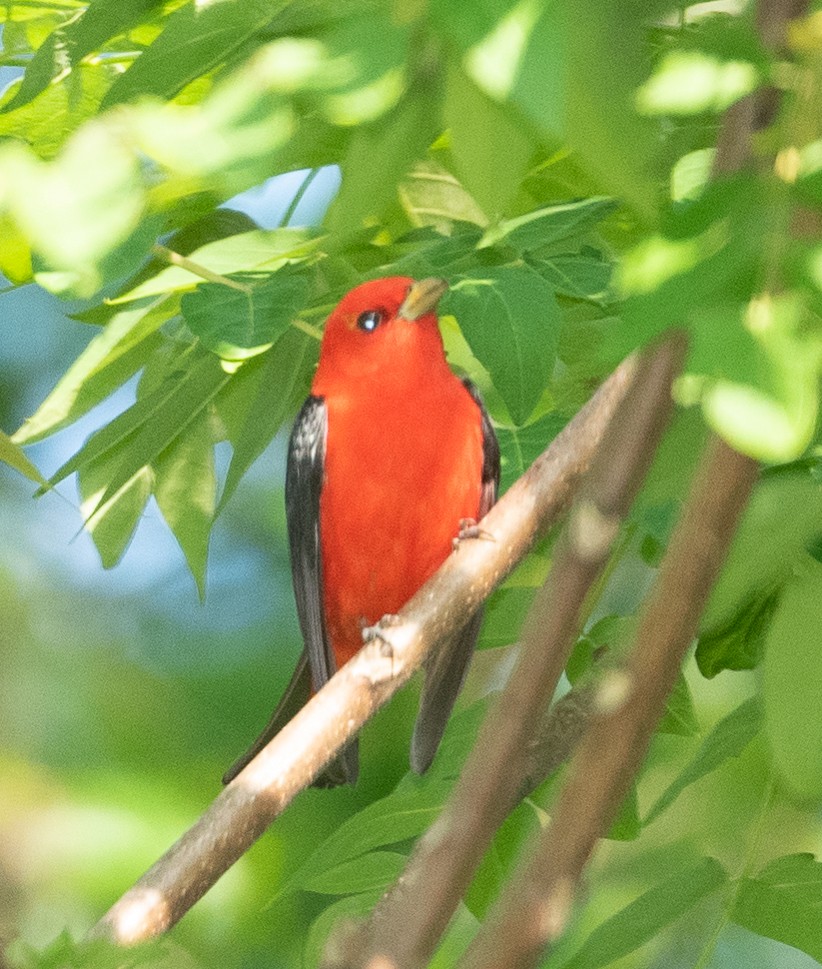 Scarlet Tanager - ML335354051
