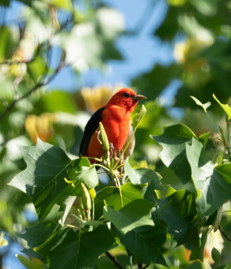 Scarlet Tanager - ML335354061