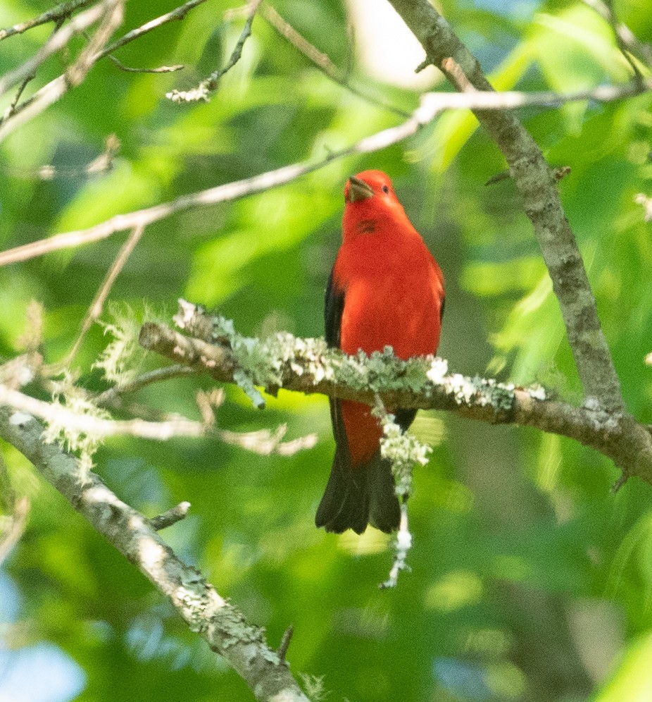 Scarlet Tanager - ML335354081