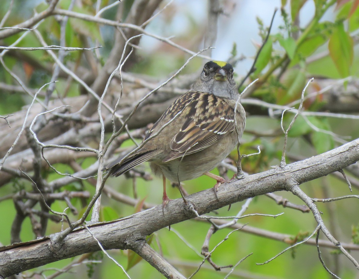 Golden-crowned Sparrow - Tom Boyle