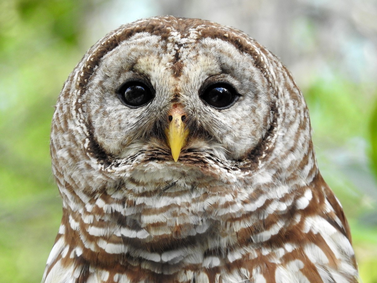 Barred Owl - Luis Gonzalez