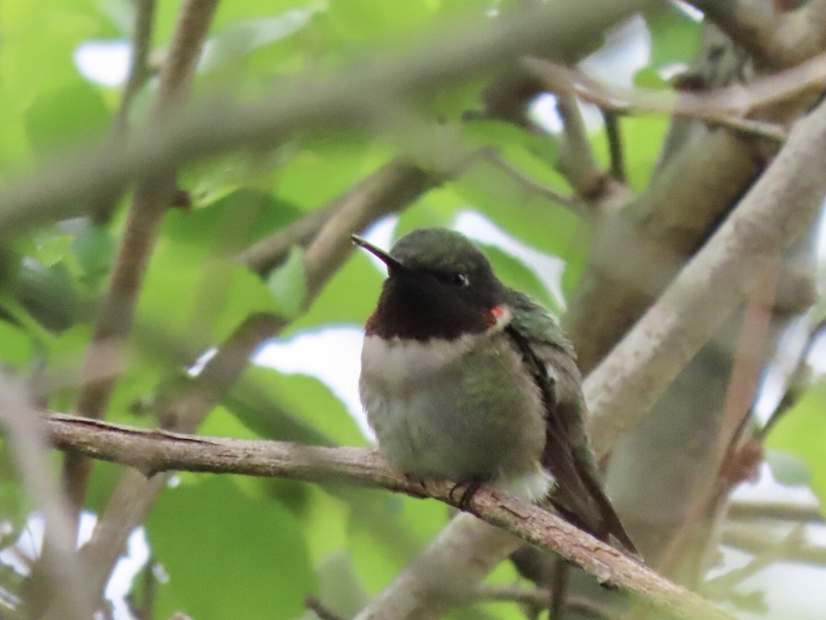 Ruby-throated Hummingbird - ML335360371