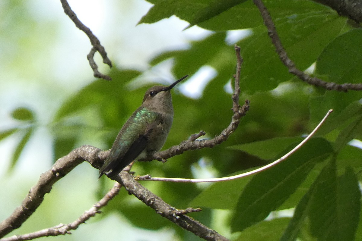 Ruby-throated Hummingbird - Patrick Coy