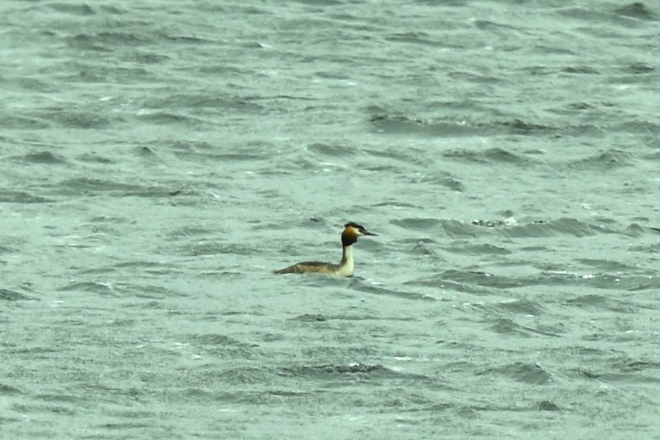 Great Crested Grebe - ML335366231