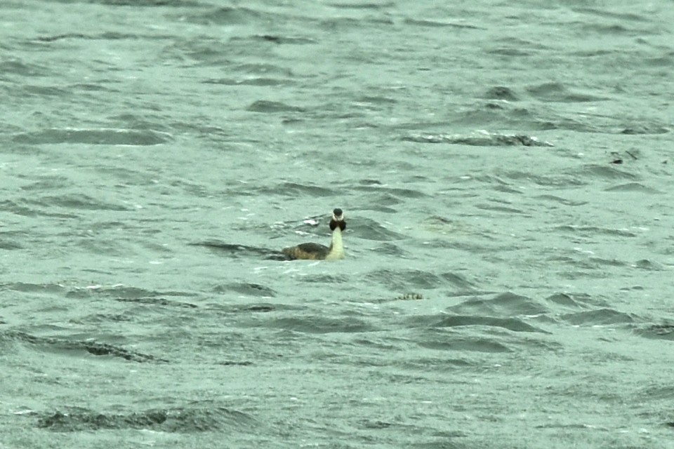 Great Crested Grebe - ML335366271