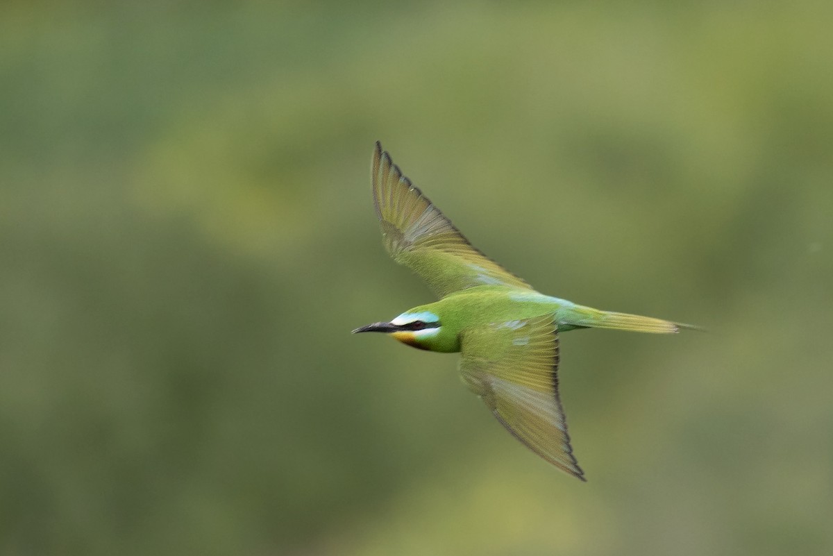 Blue-cheeked Bee-eater - ML335369391