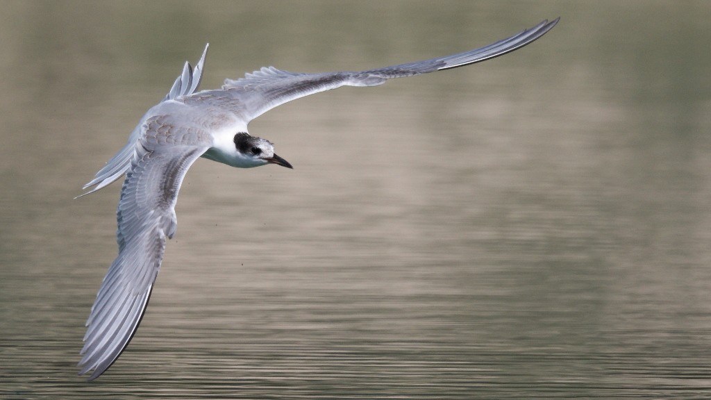 Common Tern - Mark Scheel