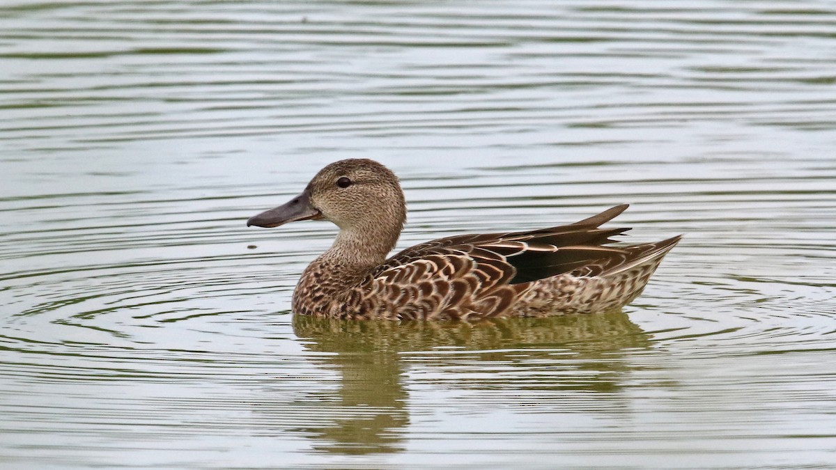 Blue-winged Teal - ML33540831