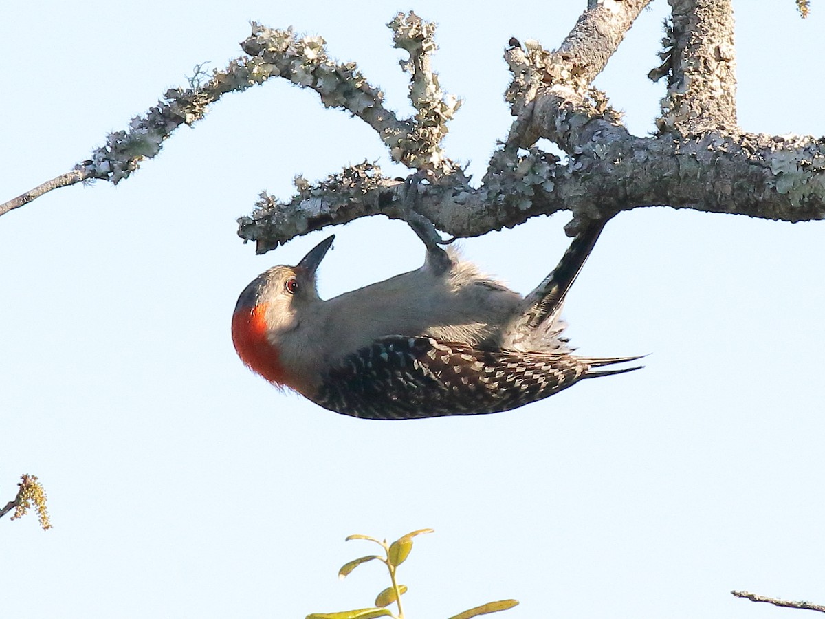 Red-bellied Woodpecker - ML335419701