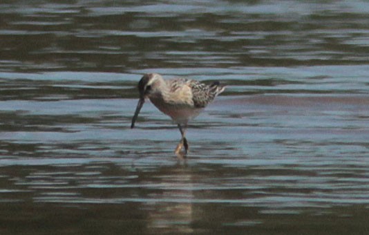 eBird Checklist - 28 Aug 2016 - Spruce Run Reservior / Clinton WMA ...
