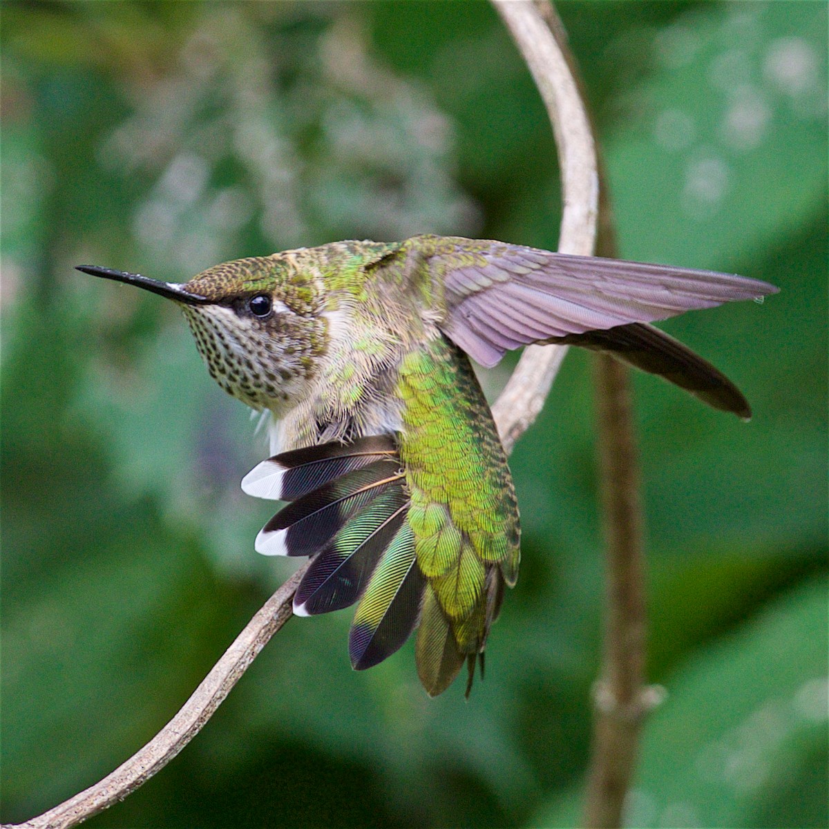 Ruby-throated Hummingbird - ML33542451