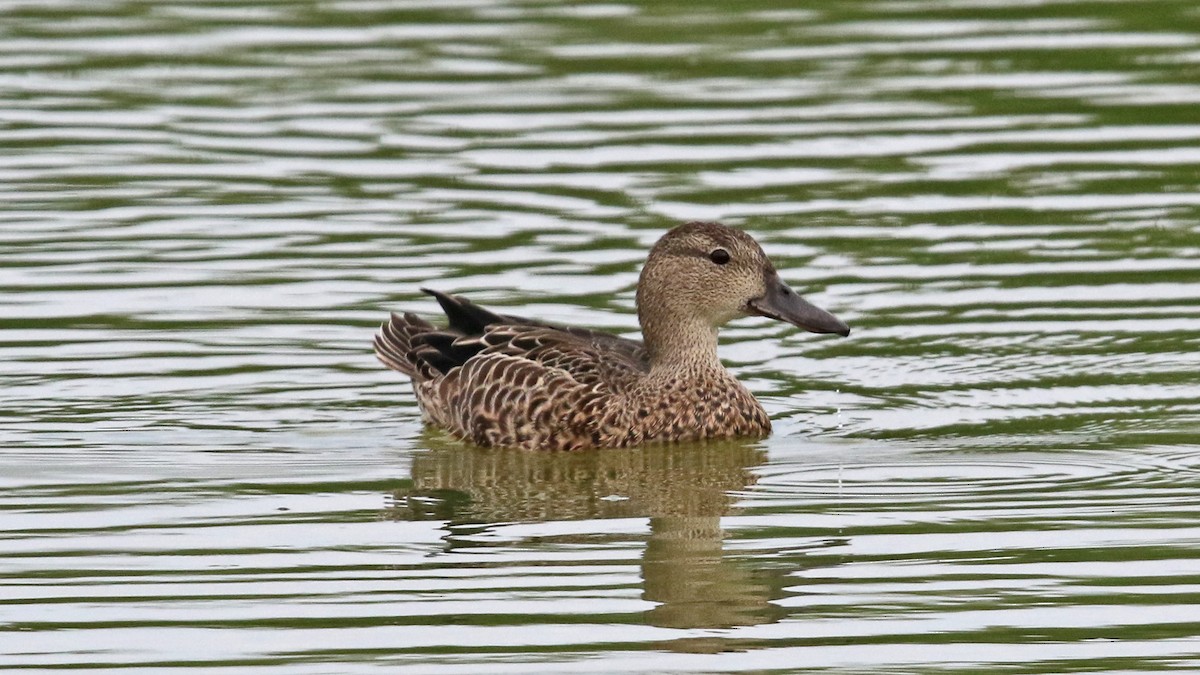 Blue-winged Teal - ML33542641
