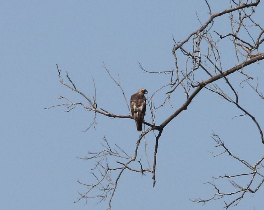 Red-tailed Hawk - ML33543241