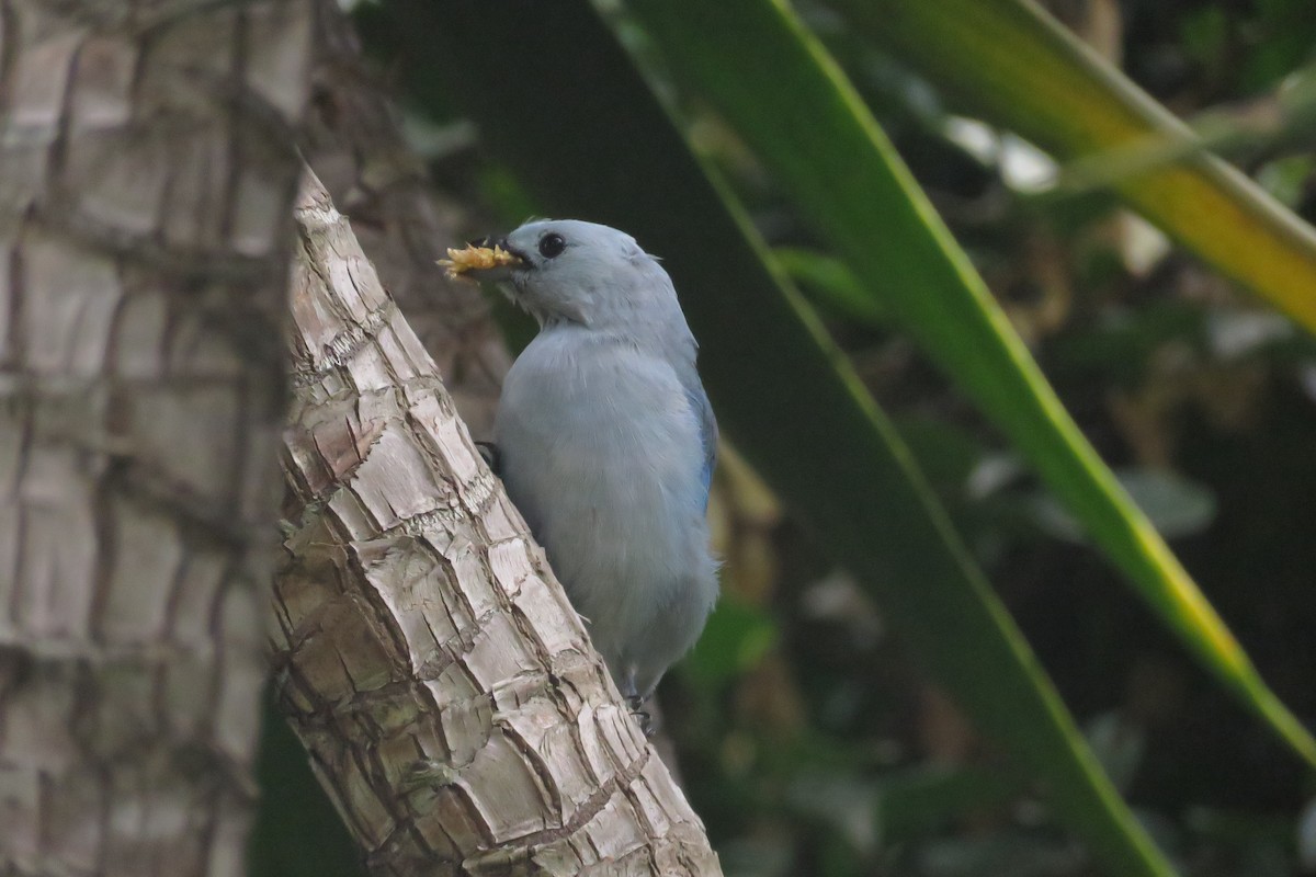 Blue-gray Tanager - ML33543701