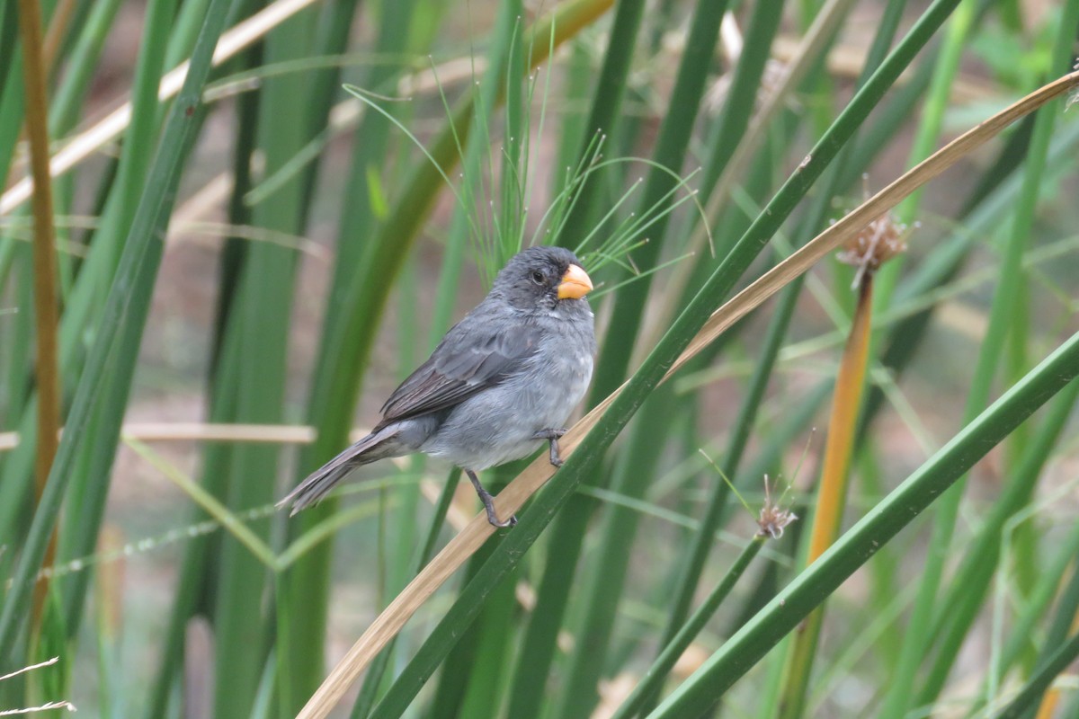Gray Seedeater - ML33543991