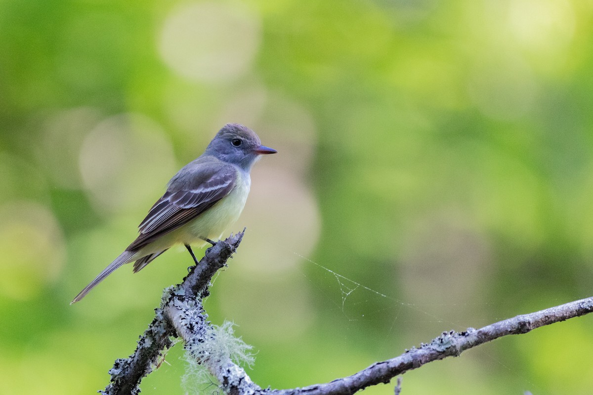 Great Crested Flycatcher - ML335440391