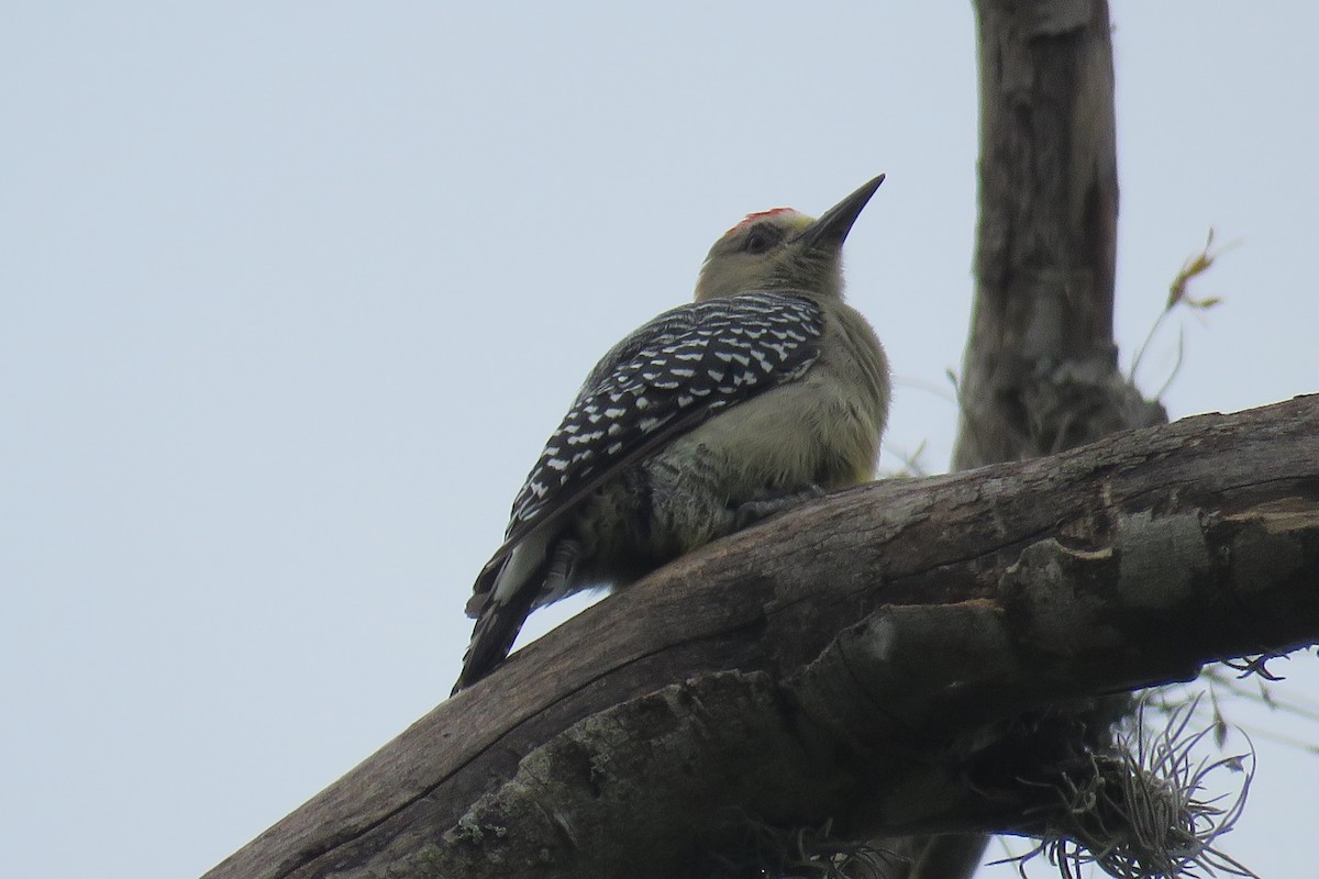 Red-crowned Woodpecker - ML33544201