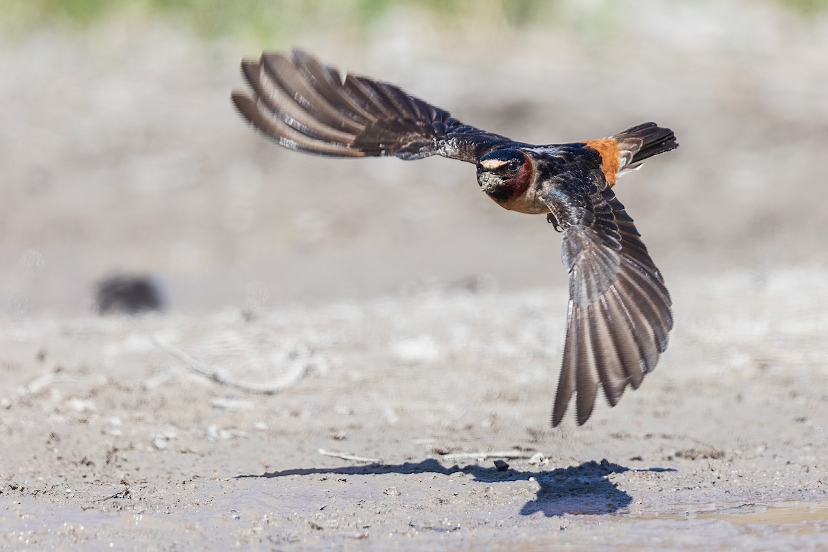 Cliff Swallow - Brian Stahls