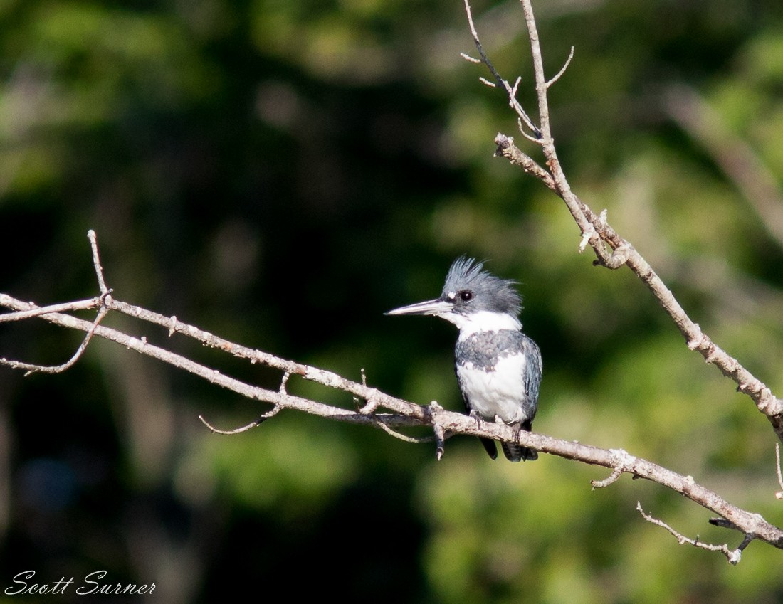 Belted Kingfisher - ML33544911