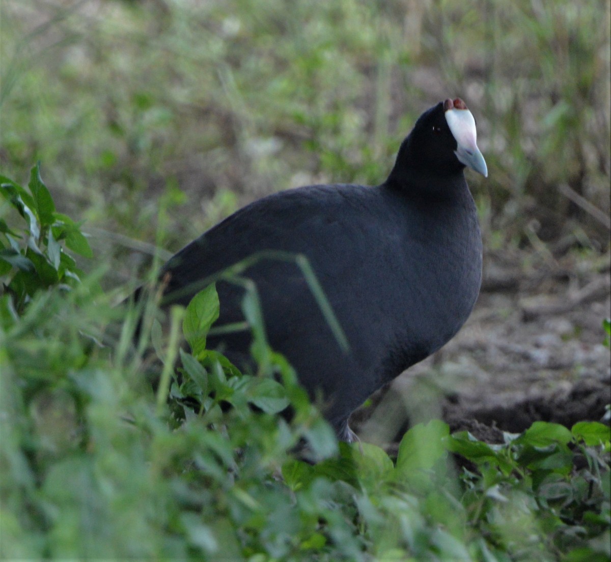 Red-knobbed Coot - ML335452631