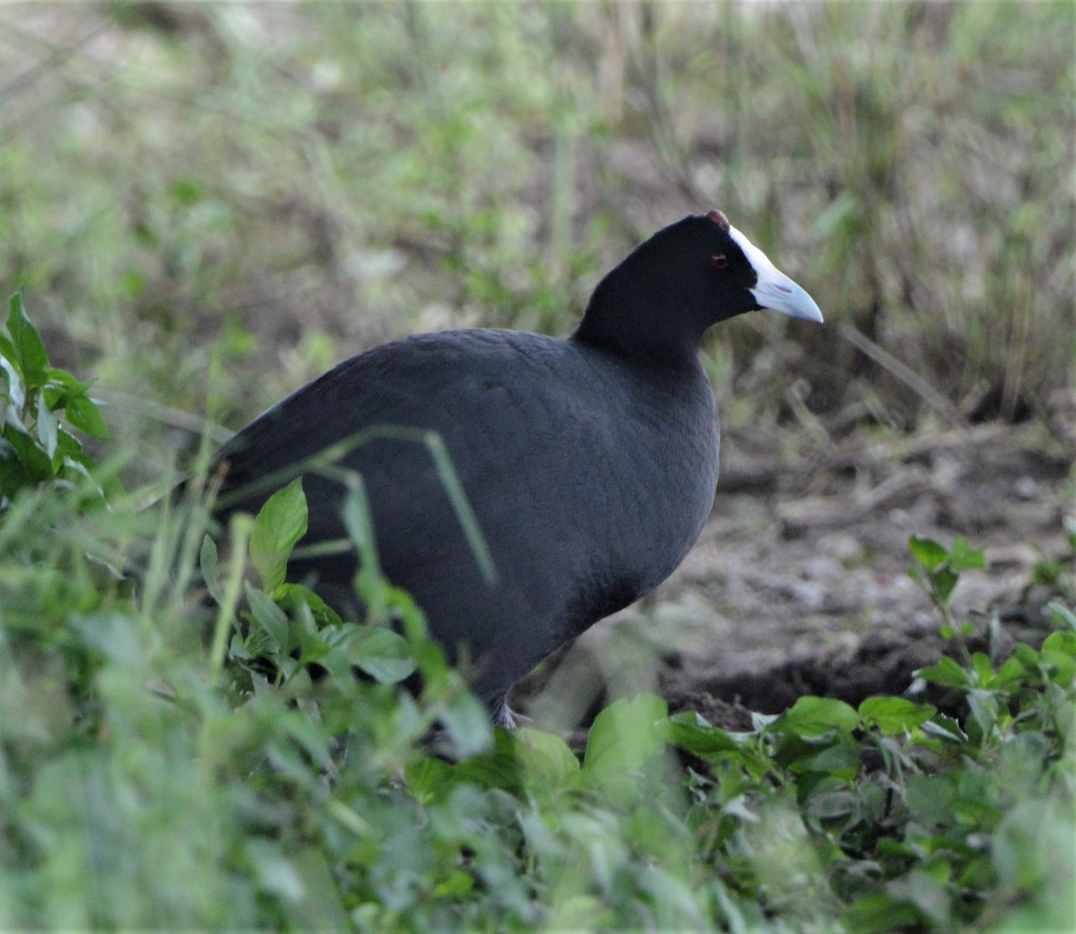 Red-knobbed Coot - ML335452691