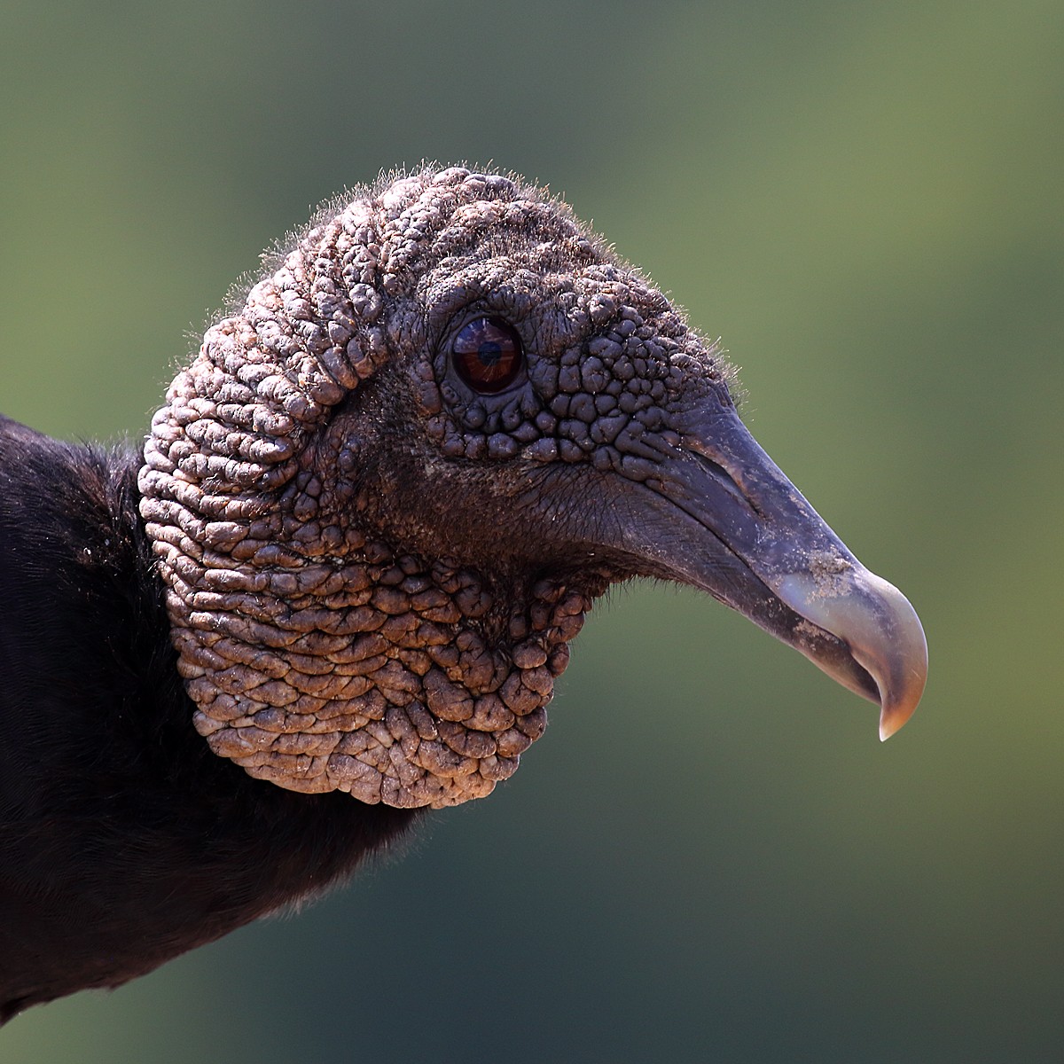 Black Vulture - Dan Vickers