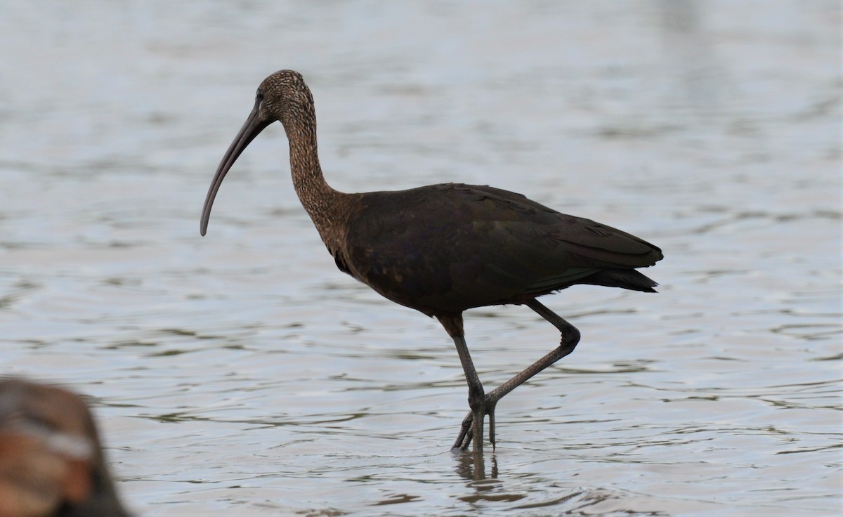 ibis hnědý - ML335454381