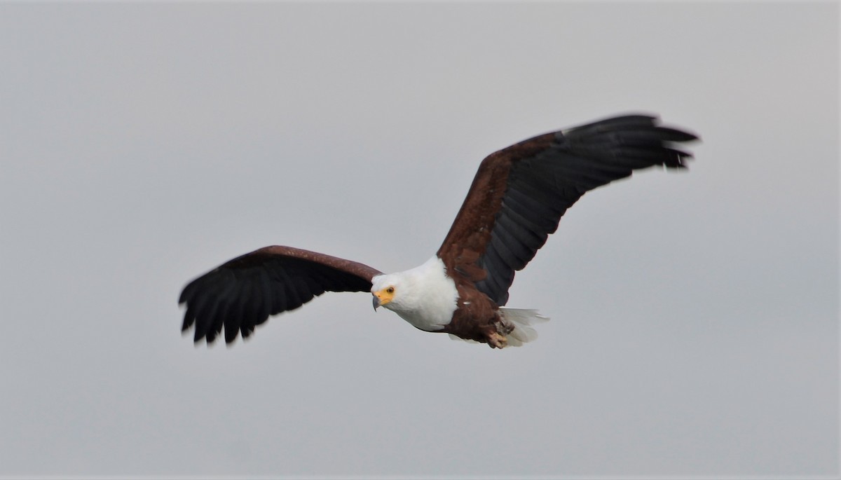 African Fish-Eagle - ML335454901