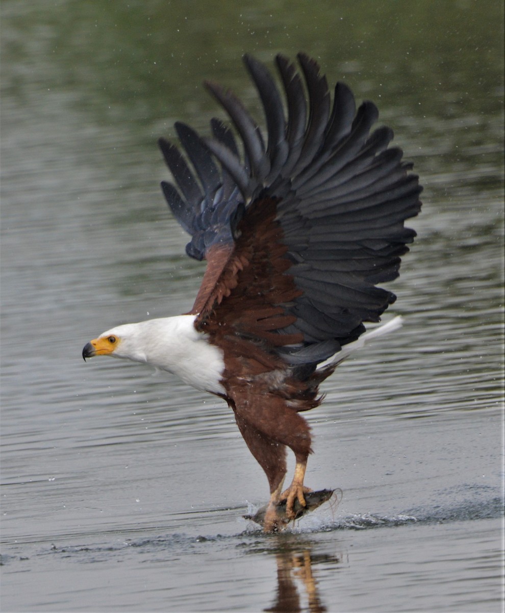 African Fish-Eagle - ML335454991