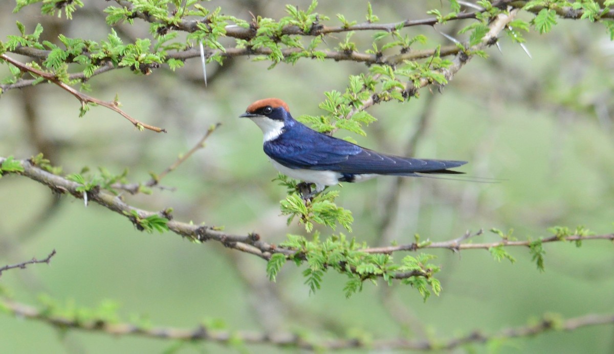 Wire-tailed Swallow - ML335455631