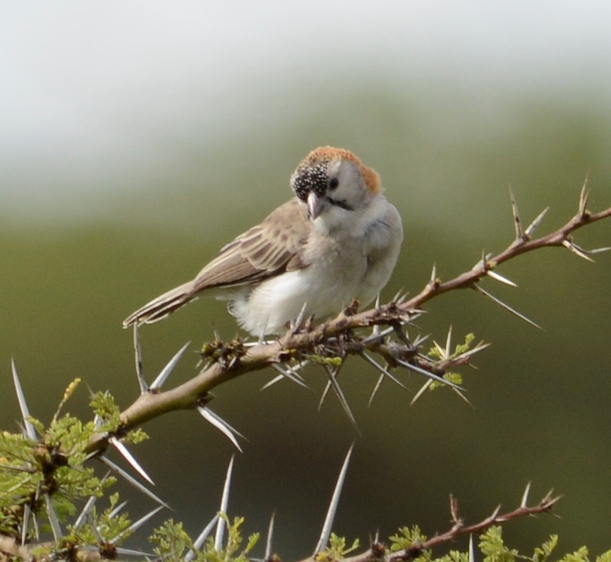 Speckle-fronted Weaver - ML335456631
