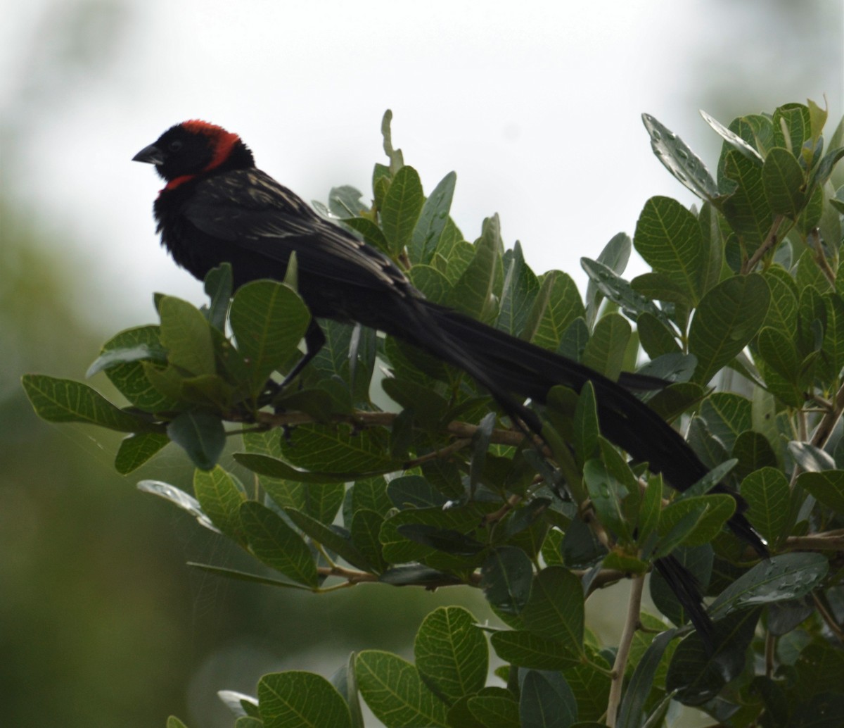 Red-cowled Widowbird - ML335457321