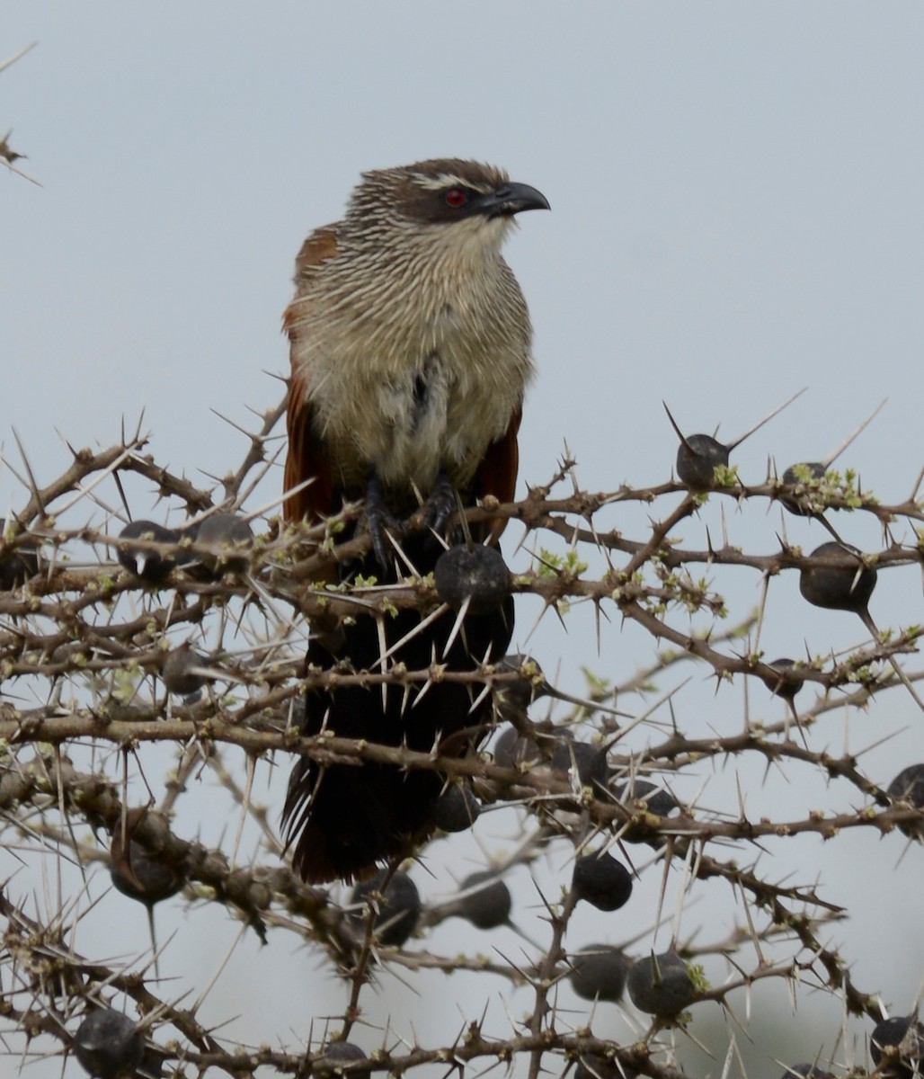 White-browed Coucal - ML335458011