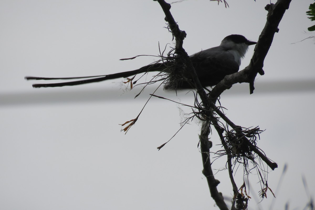 Fork-tailed Flycatcher - Juan Pablo Arboleda