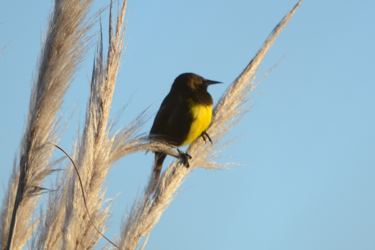 Brown-and-yellow Marshbird - ML33546871