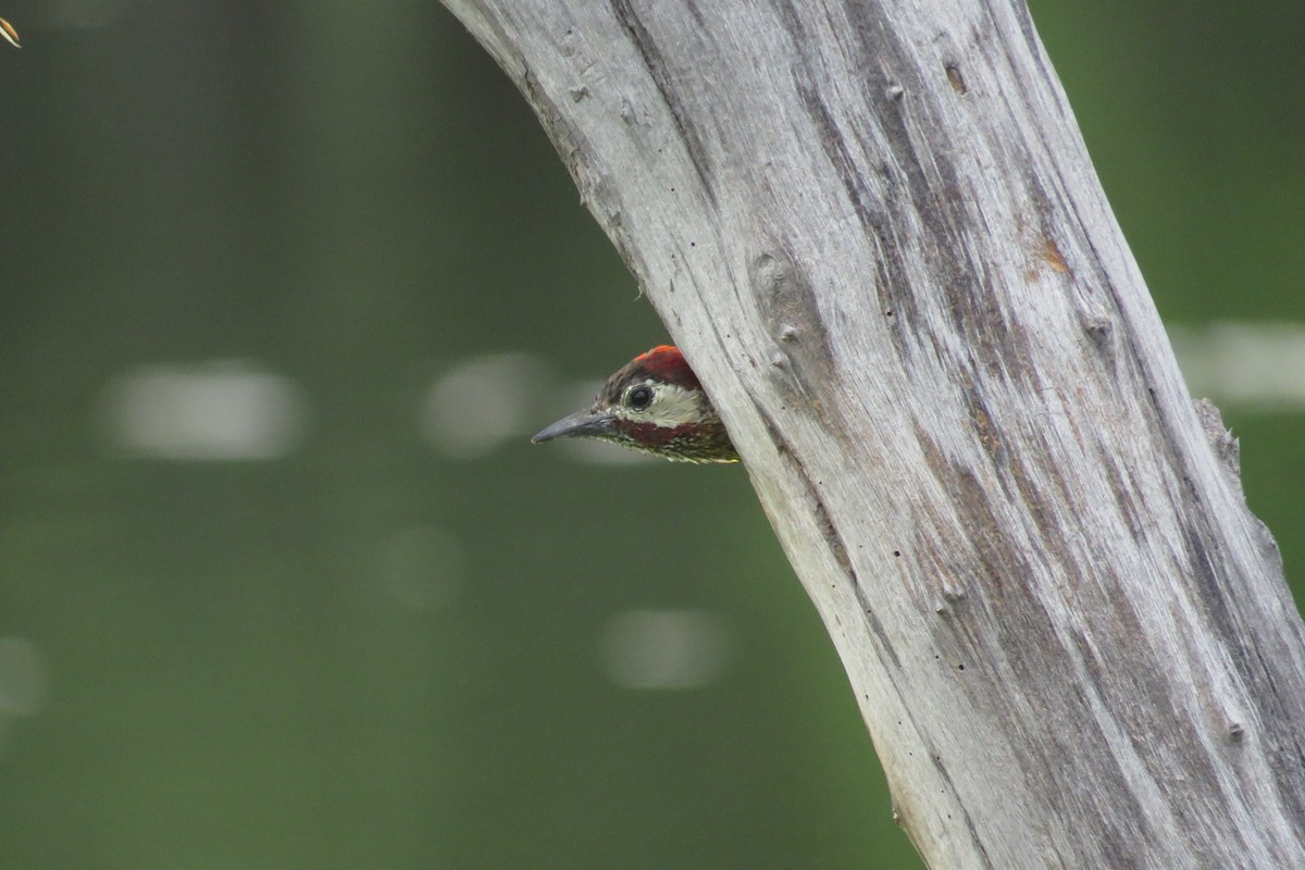 Spot-breasted Woodpecker - Juan Pablo Arboleda
