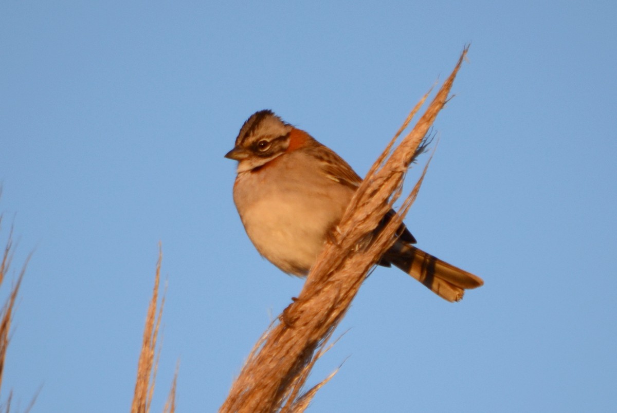 Rufous-collared Sparrow - ML33547701