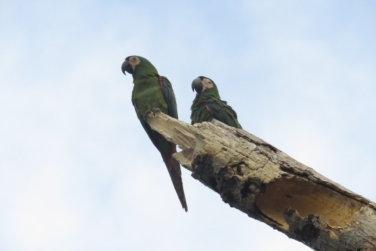 Chestnut-fronted Macaw - Juan Pablo Arboleda