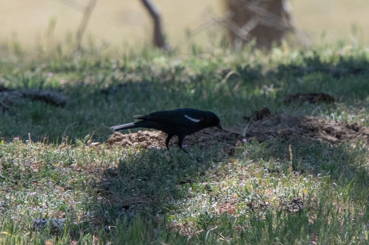 Tricolored Blackbird - ML335483541