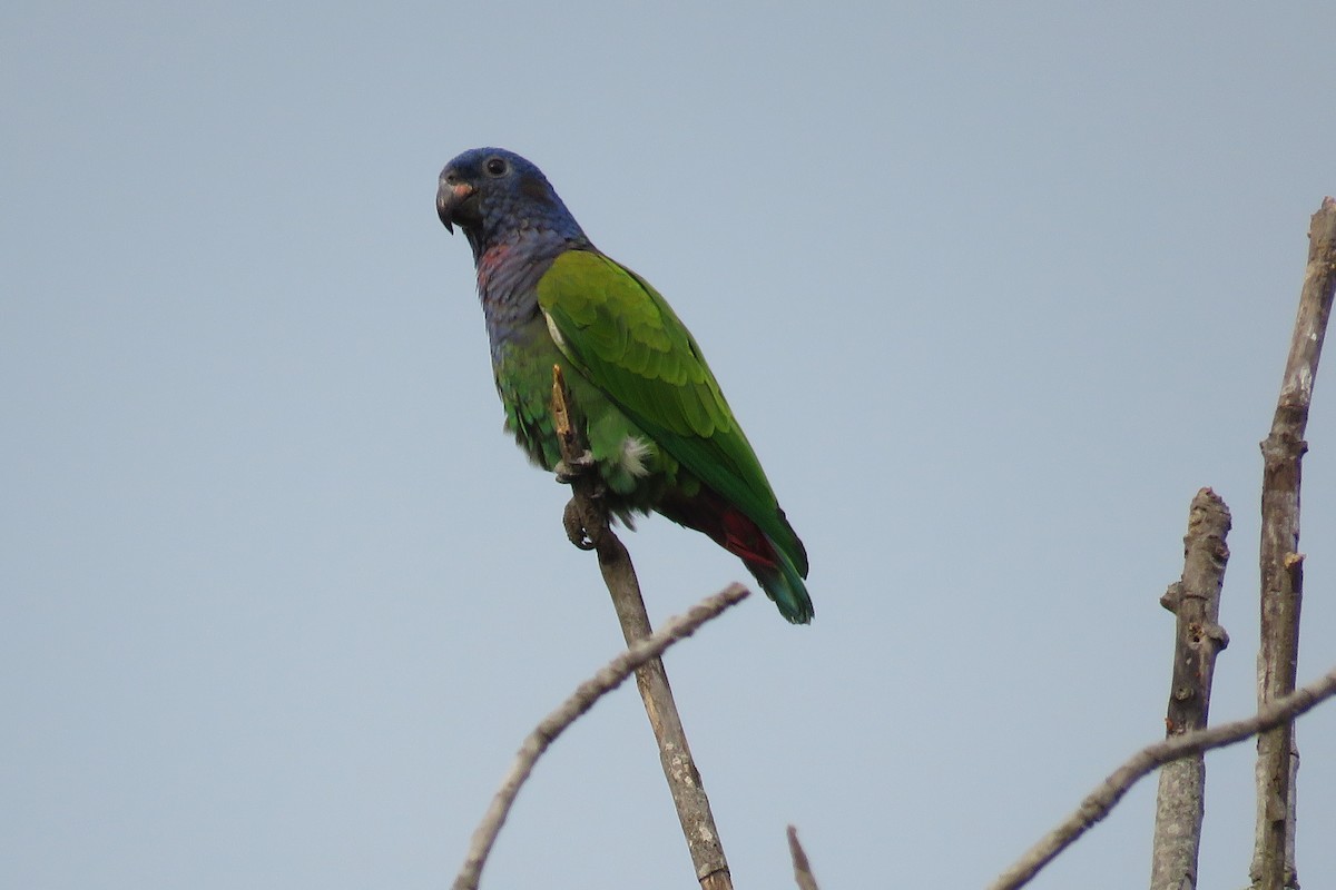 Blue-headed Parrot - ML33548521