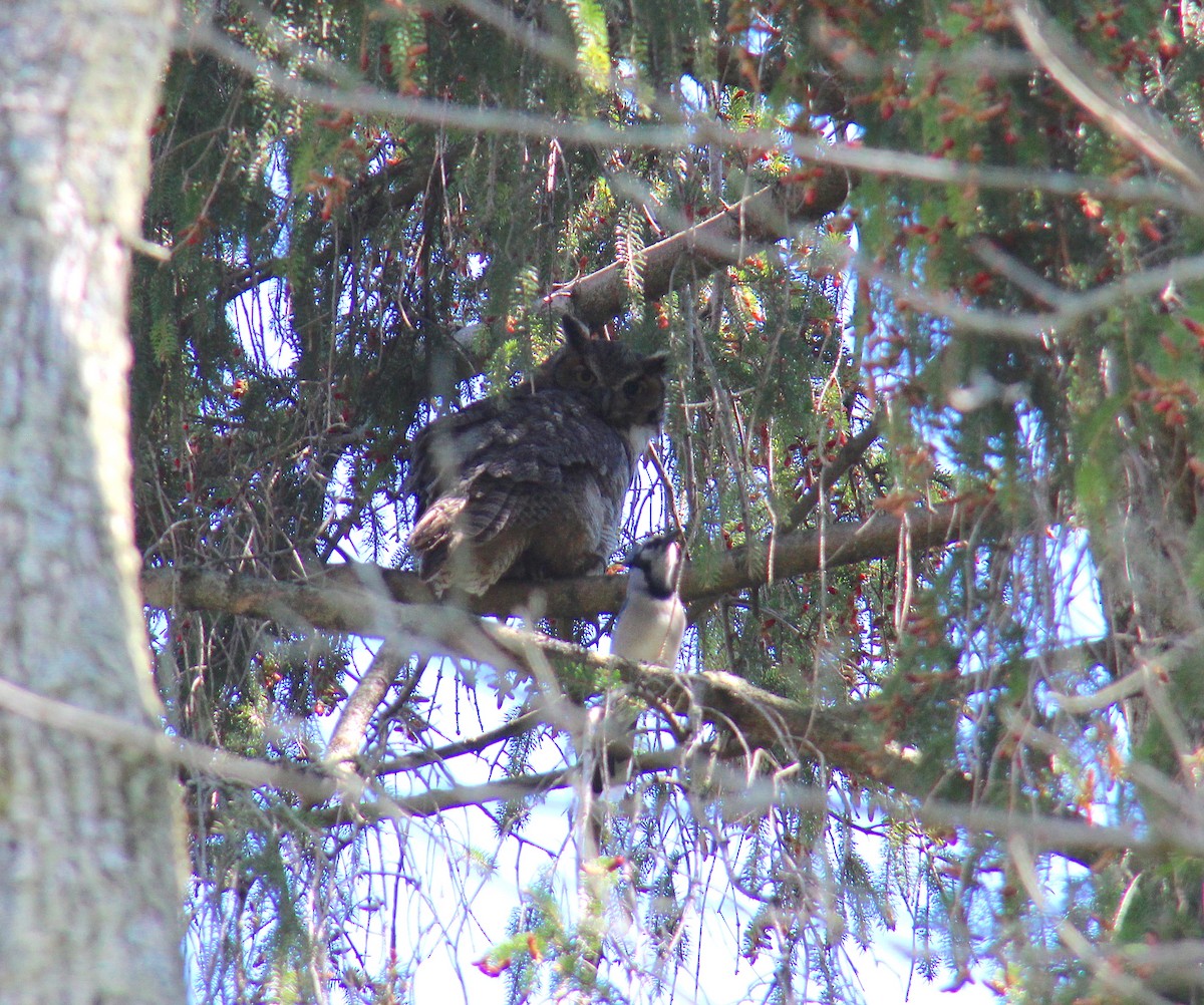 Great Horned Owl - ML335487711