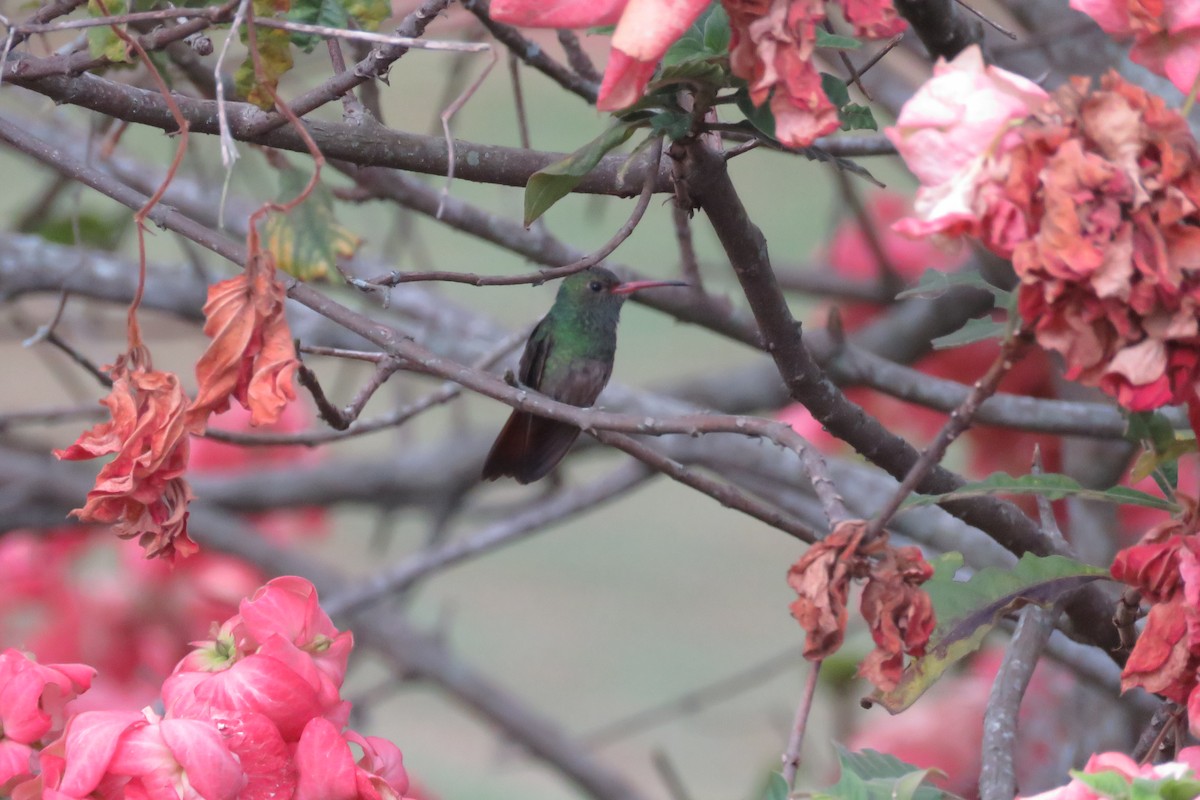 Rufous-tailed Hummingbird - ML33548911